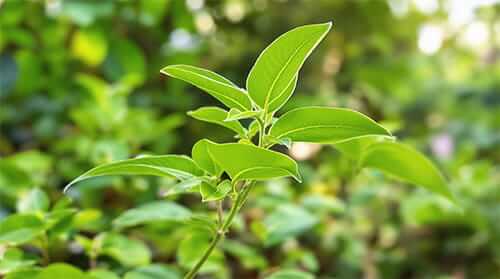 gluco6 ingredient